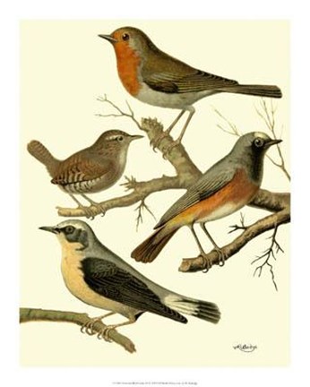 Framed Domestic Bird Family III Print