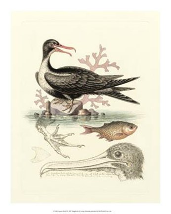 Framed Aquatic Birds I Print