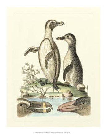 Framed Aquatic Birds IV Print