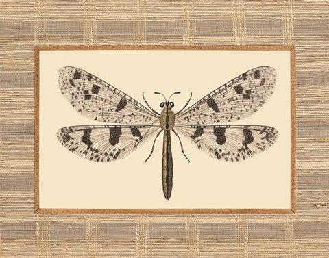 Framed Delicate Dancer III Print