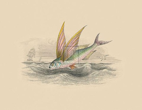 Framed Flying Fish II Print
