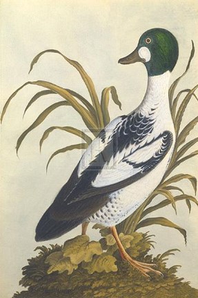 Framed Silesian Birds I Print