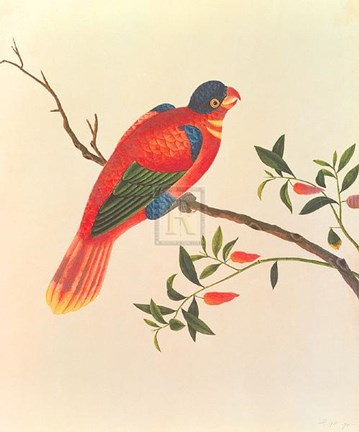 Framed Red Parrot Print