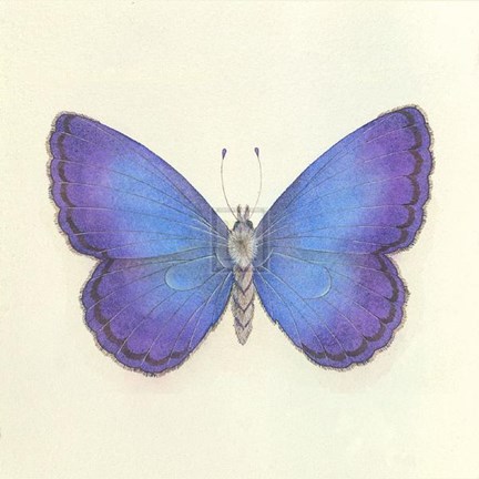 Framed Butterfly II Print