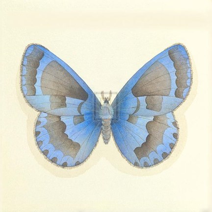 Framed Butterfly VII Print