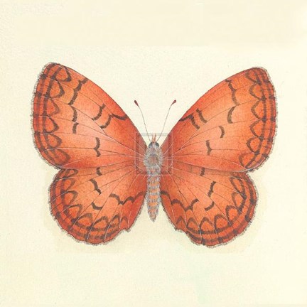 Framed Butterfly VIII Print
