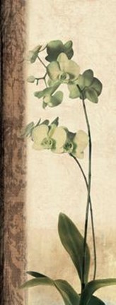 Framed Dreamweaver I Print