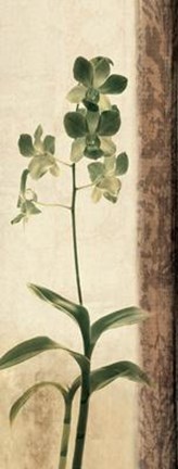 Framed Dreamweaver II Print