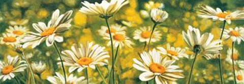 Framed Melodie De Marguerites Print