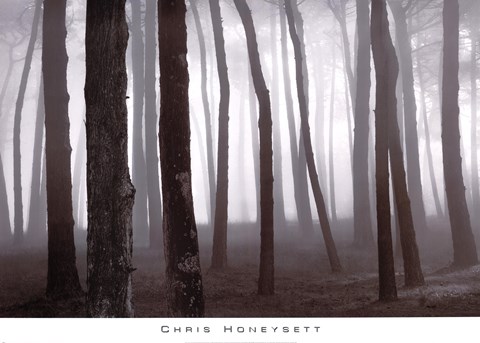 Framed Trees In Fog, S. F. Presidio Print
