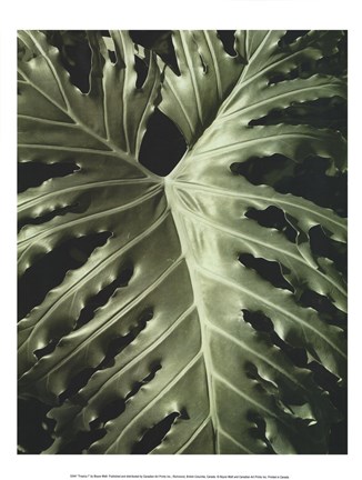 Framed Tropica I Print