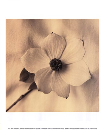 Framed Sepia Dogwoods IV Print