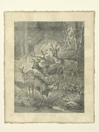 Framed Vintage Roe Deer I Print