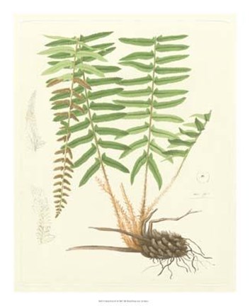 Framed Eaton Ferns IV Print
