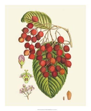 Framed Crimson Berries II Print