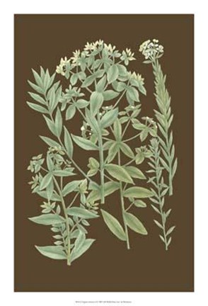 Framed Organic Greenery I Print