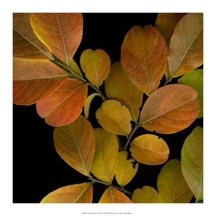 Framed Vivid Leaves I Print