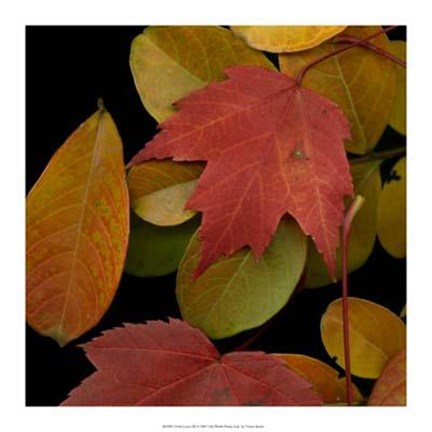 Framed Vivid Leaves III Print