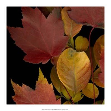 Framed Vivid Leaves IV Print