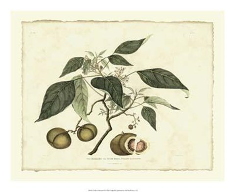 Framed Delicate Botanical II Print