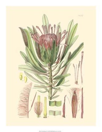 Framed Floral Passion IV Print