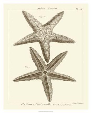 Framed Striking Starfish I Print