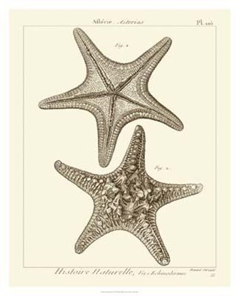Framed Striking Starfish II Print