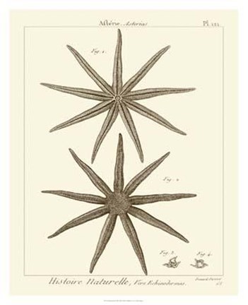 Framed Striking Starfish III Print