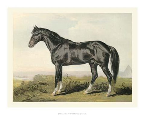 Framed Cassell&#39;s Horse II Print