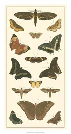 Framed Butterfly Panel II Print