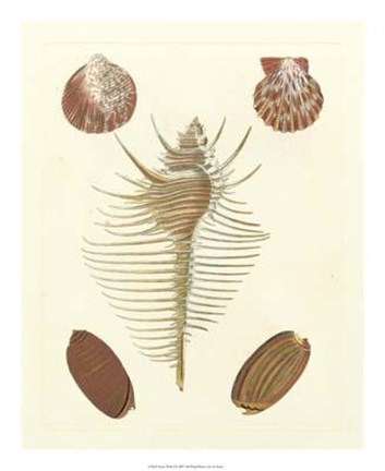 Framed Knorr Shells I Print