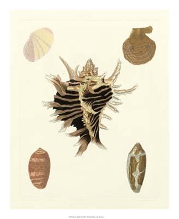 Framed Knorr Shells II Print