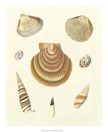 Framed Knorr Shells V Print