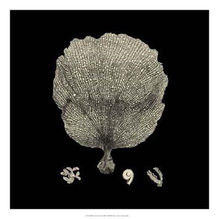 Framed Black And Tan Coral II Print