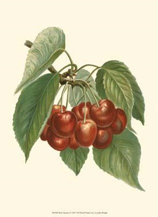 Framed Red Cherries Print