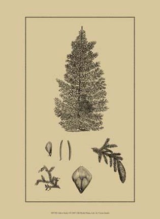 Framed Arbor Study I Print