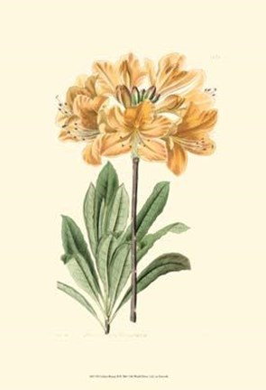 Framed Golden Beauty II Print