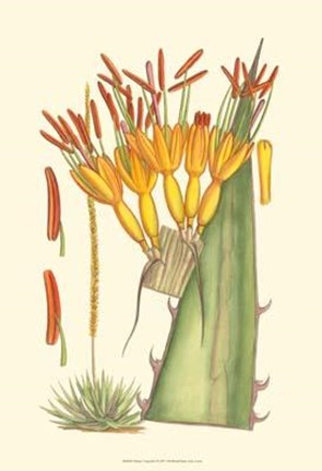 Framed Vibrant Tropicals I Print