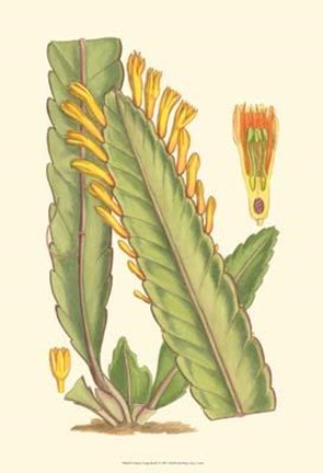 Framed Vibrant Tropicals III Print