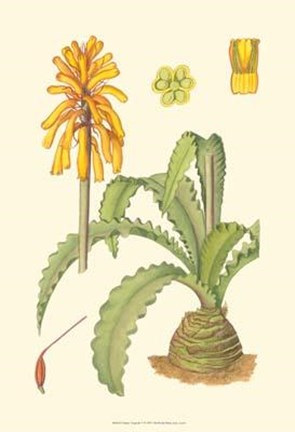 Framed Vibrant Tropicals V Print