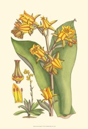 Framed Vibrant Tropicals VI Print