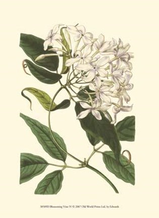 Framed Blossoming Vine IV Print