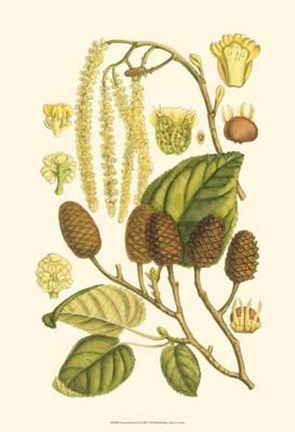 Framed Natural Harvest I Print