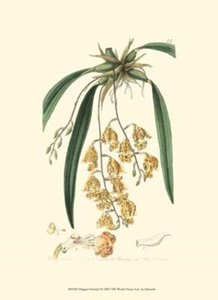 Framed Elegant Orchid I Print