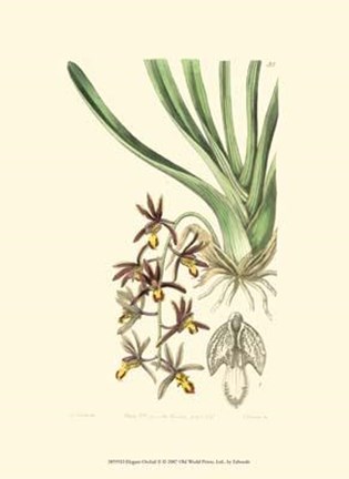 Framed Elegant Orchid II Print