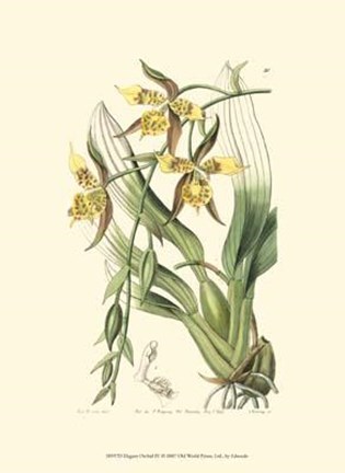 Framed Elegant Orchid IV Print