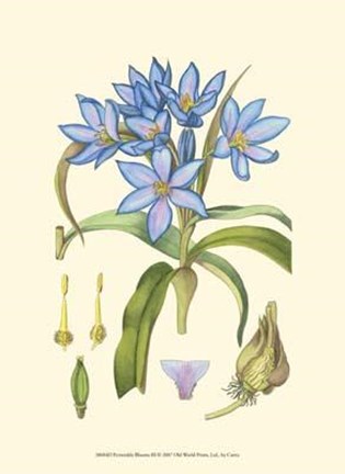 Framed Periwinkle Blooms III Print