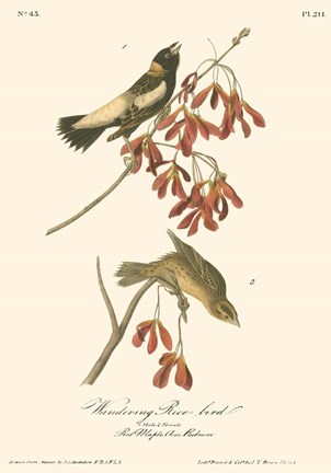 Framed Wandering Rice Bird Print