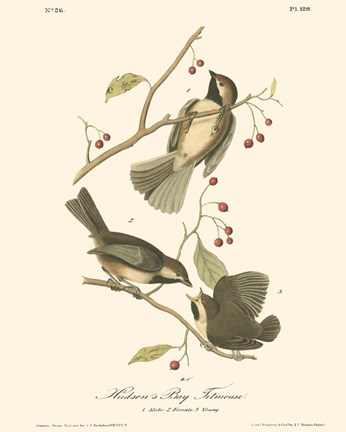 Framed Hudson's Bay Titmouse Print