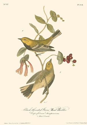 Framed Black-Throated Green Wood Warbler Print